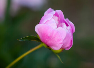 Pink peony flowers. Summer garden plants in flowering season.
