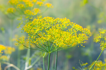 Obraz premium Dill aromatic fresh herbs grow in greenhouse. Vegetarian homegrown food ingredients.