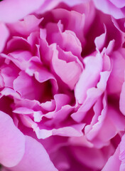 Pink peony flower petals macro shot. Summer garden plants in flowering season.
