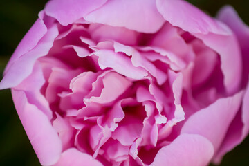 Pink peony flower petals macro shot. Summer garden plants in flowering season.