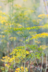 Dill aromatic fresh herbs grow in greenhouse. Vegetarian homegrown food ingredients.