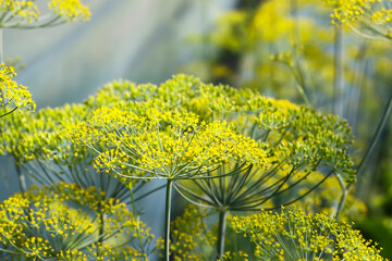 Dill aromatic fresh herbs grow in greenhouse. Vegetarian homegrown food ingredients.