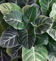 Fototapeta premium Close-up of Lush Green Leaves with Delicate Veining