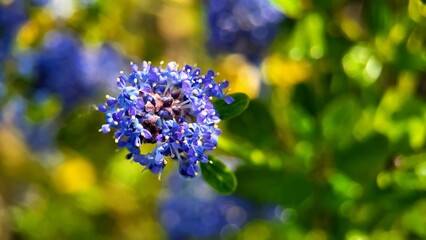 Blue flowers close-up,  color background 