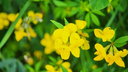 Yellow flower close-up, green background 