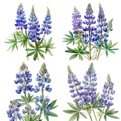 Naklejka premium Lupine (Lupinus spp.) Poisonous Plant Collection in Watercolor illustration On White Background