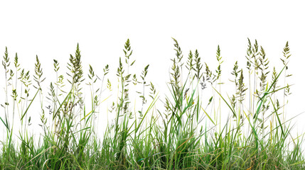 Tall meadow grass on a transparent background