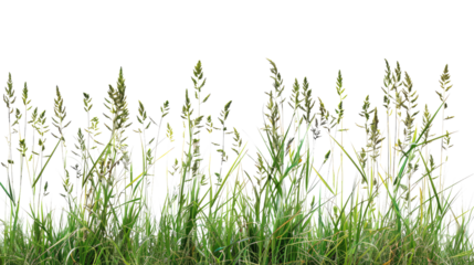 Tall meadow grass on a transparent background