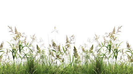 Tall meadow grass on a transparent background