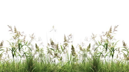 Tall meadow grass on a transparent background