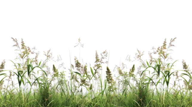 Tall meadow grass on a transparent background