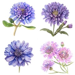 Collection Of Knautia macedonica Flower (Macedonian Scabious) Watercolor illustration On White Background