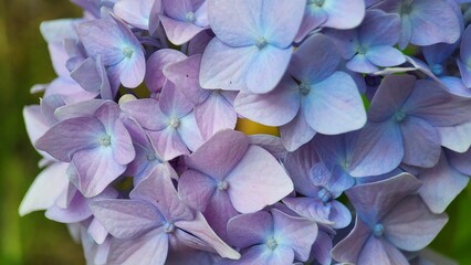 Blue flowers close-up, color background 