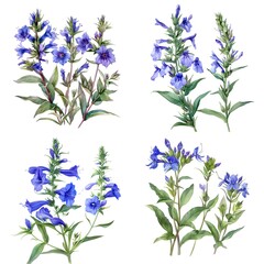Collection of Watercolor blue lobelia flowers illustration On White Background
