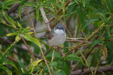 male spectacled warbler (Curruca conspicillata)