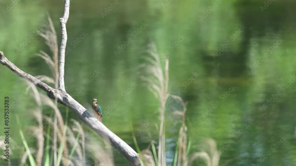 Poster common kingfisher in a pond