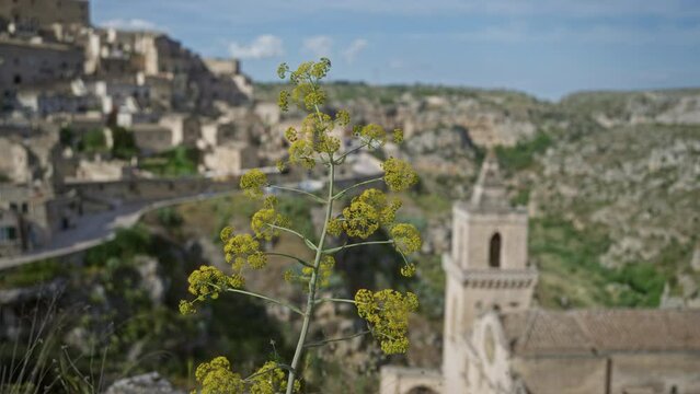 Focus on a vibrant ferula communis plant against the historic backdrop of matera, italy, showcasing rich cultural heritage and scenic natural beauty.