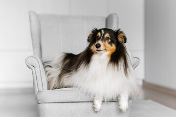 Fluffy sable white and black sheltie, shetland sheepdog lies on white sofa chair in modern flat interior.