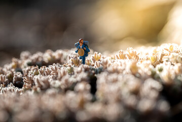 Miniature hiker walking through field of small white flowers at sunset