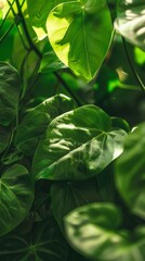 Close-up of lush green leaves with sunlight