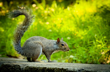 squirrel in the park