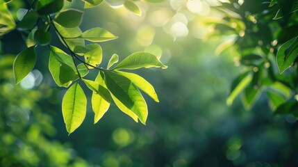 Blurry fresh green leaf with natural plant branch in garden at summer sunlight for wallpaper background with empty space for text