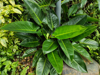 Philodendron erubescens  is a species of flowering plant in the family Araceae, native to Colombia
