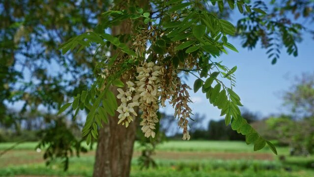 This image captures a close-up view of a flowering robinia pseudoacacia, also known as black locust, in a picturesque outdoor setting in puglia, southern italy, bathed in natural sunlight.