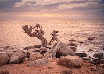 Fototapeta premium Travel landscape at Arashi Beach Aruba with ocean, rocks and twisted windswept tree