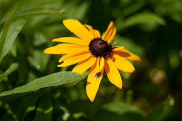 Fly on a Daisy