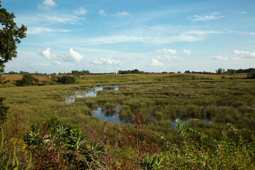 Beautiful Wetland Prairie Reserve Marsh With Water Plants and Trees in the Distance