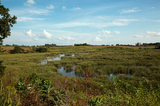 Beautiful Wetland Prairie Reserve Marsh With Water Plants and Trees in the Distance