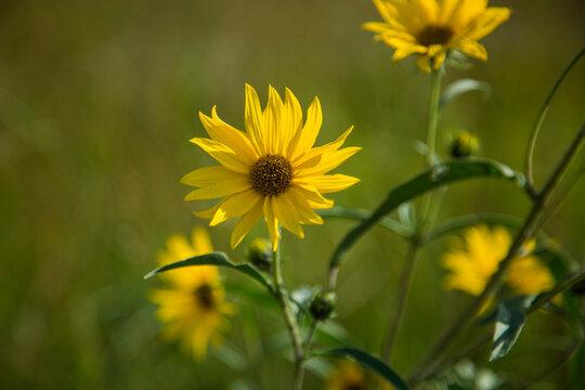 Yellow Nuttall�s Sunflower Native Minnesota Flower Herbaceous Perennial Plant Landscape Orientation Blurred Bokeh Background