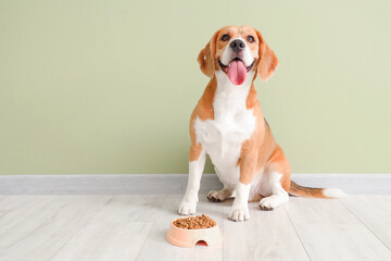 Adorable Beagle dog sitting with bowl of dry food near green wall at home
