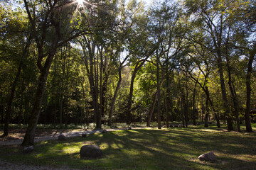 Beautiful Golden Sunlight Shining Through Trees in a Park