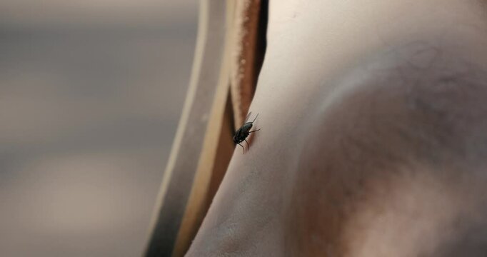Fly on mans foot with flip flop shoes 