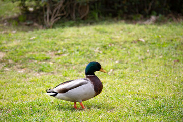 Mallard Duck Standing in the Grass at the Park in the Spring Close Up