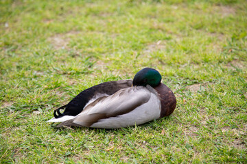 Greenhead Male Drake Mallard Ducks Relaxing in the Grass With It's Head Tucked In at the Park in the Spring