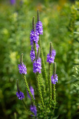 Blue American Vervain Perennial Flowering Wildflower Plant Verbena Hastata, Simpler's Joy, Swamp Verbena 