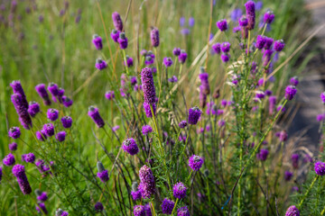 Dalea Purpurea Purple Prairie Clover Beautiful Violet Colored Flowers Herb Garden