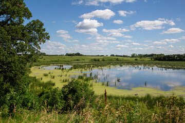 Wetlands Reserve Water Reeds Algae Swamp Lake Pond 