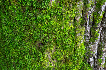 Bright Green Moss on Tree Trunk Bark Close Up - Horizontal Image