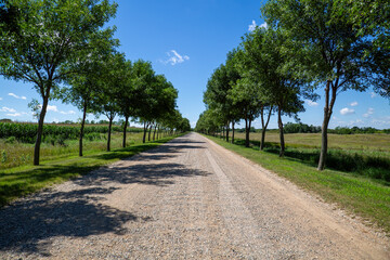 Scenic Gravel Road Pathway Through Rows of Trees Amidst Cornfields - Rustic Countryside Charm on a Blue Sky Sunny Day