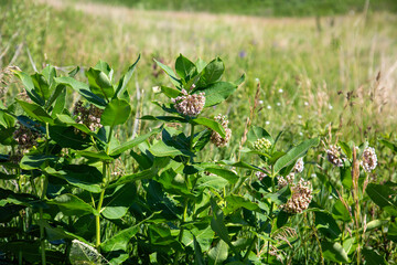 Milkweed Plant Flowering Weeds Grassland Prairie Horizontal