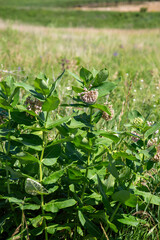 Milkweed Plant Flowering Weeds Grassland Prairie Vertical