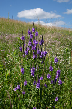 Blue American Vervain Perennial Flowering Wildflower Plant Verbena Hastata, Simpler's Joy, Swamp Verbena Flowers