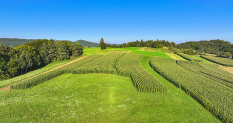 Fototapeta premium AERIAL: Green cornfields among meadows and lush forests of the hilly countryside