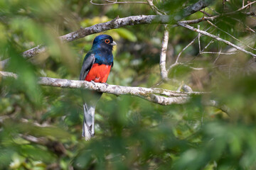 surucuá-variado (Trogon surrucura)