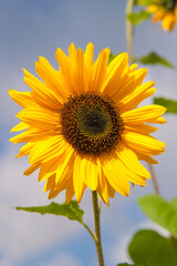 Obraz premium Solitary yellow sunflower blossom with green leaves in front of a light blue sky