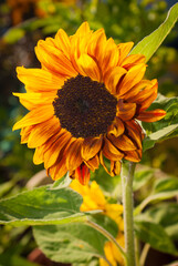 Sunflower, solitary yellow and red blossom with stem and green leaves in a garden